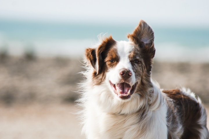 A freshly groomed dog at Petcare Spa