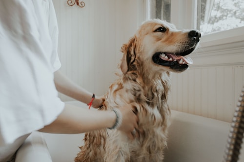 A dog being bathed at the spa